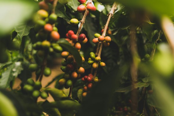 Comment planifier une visite des plantations de café en Colombie?