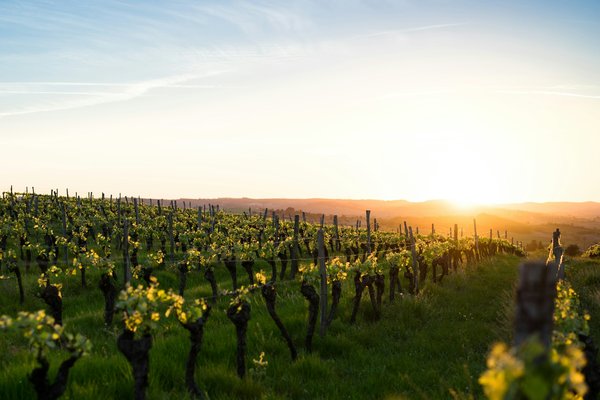Où séjourner pour des vacances en Provence avec des cours de cuisine et des visites de vignobles?
